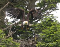 5-26-2013 adult eagle leaving nest_8978c2.JPG