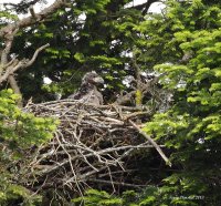 5-26-2013 bald eaglet in nest_8940email.JPG