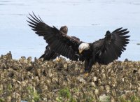 5-24-2013 adult bald eagle seabeck_8090email.JPG