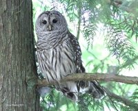 6-5-2013 Barred Owl Yost_9644.JPG