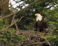 6-5-2013 male adult bald eagle after meal_9322.JPG
