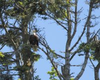 6-5-2013 One of the lookout perches_9594.JPG