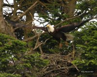 6-5-2013 male adult bald eagle after meal_9323sf.JPG