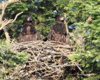 6-15-2013 eagle nest mates_0549c2.JPG