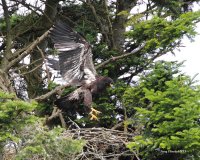 6-26-2013 bald eagle wing exercises_2009red.JPG