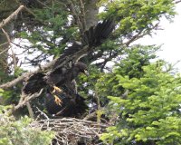 6-26-2013 bald eagle wing exercises_2010red.JPG
