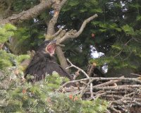 6-26-2013 the yawn_2063.JPG 6-26-2013 the yawn_2063.JPG