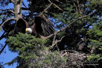 7-3-2013 Mom eagle and baby_2846red.JPG