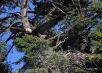 7-3-2013 Mom eagle and baby_2847red.JPG