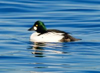 _DSC1588.jpg