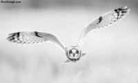 owl66-700px.jpg