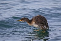 IMG_3502 sm.jpg