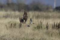 DSC_1910.jpg