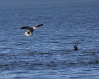 2-8-2016 eagle and seal edmonds_2398.JPG