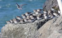 2-18-2016 dunlin on the jetty edmonds_2612.JPG