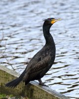 3-3-2016 double crested cormorant minipark_2819.JPG