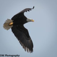 7DM2001253bcr.jpg