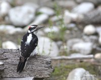 5-28-2016 Hairy Woodpecker Plain_5169.JPG