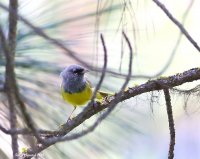 5-29-2016 MacGiliveries Warbler Plain_5496_filteredc2.jpg