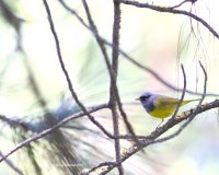 5-29-2016 MacGiliveries Warbler Plain_5497_filtered.jpg