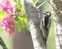 5-30-2016 Red Naped Sapsucker Plain_5575sf.JPG