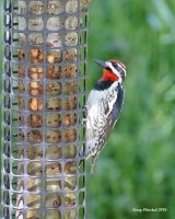 5-30-2016 Red Naped Sapsucker Plain_5531.JPG