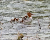 5-30-2016 merganser and chicks_4955.JPG