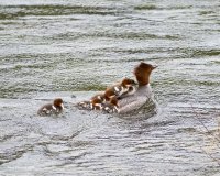 5-30-2016 merganser and chicks_4959.JPG