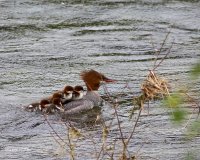 5-30-2016 merganser and chicks_4960.JPG