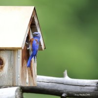 5-28-2016 western bluebird plain_5246.JPG