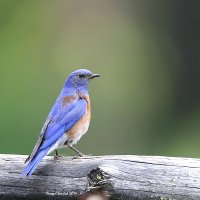5-28-2016 western bluebird plain_5359.JPG