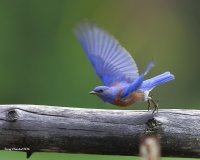5-28-2016 western bluebird plain_5227.JPG