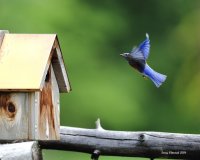 5-28-2016 western bluebird plain_5173.JPG