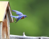 5-28-2016 western bluebird plain_5188.JPG