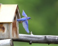 5-28-2016 western bluebird plain_5322.JPG