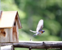 5-28-2016 western bluebird plain_4930.JPG