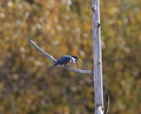 IMG_0001.jpg