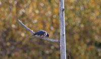 IMG_0002.jpg