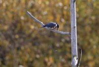 IMG_0003.jpg