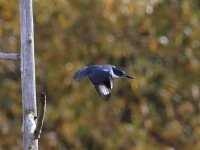 IMG_0004.jpg