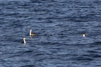 IMG_0002.jpg