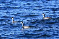 IMG_0004.jpg