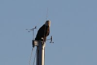 IMG_0001.jpg