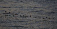 IMG_0001.jpg