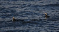 IMG_0003.jpg