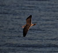 IMG_0005.jpg