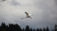 IMG_0010.jpg