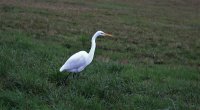 IMG_0012.jpg
