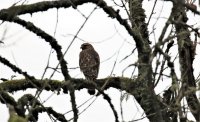 IMG_0020.jpg