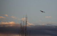 IMG_0001.jpg